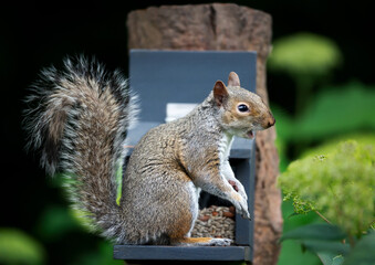 Naklejka premium Grey squirrel eating nuts and seeds on a squirrel feeder