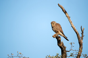 Female Common Kestrel perched on a tree branch
