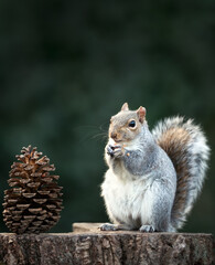 Grey Squirrel eating nut on a tree stump with a large pine cone beside it