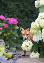 Obraz premium Young Red fox cub peeking from summer garden flowers