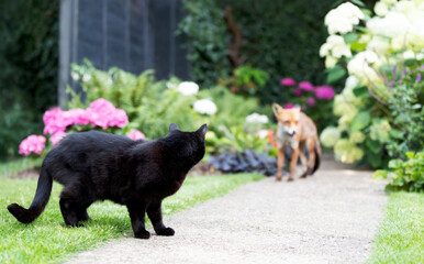 Fototapeta premium Urban Red fox and black cat encounter in summer garden