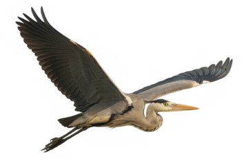 Grey heron (ardea cinerea) flying with outstretched wings, isolated on transparent background