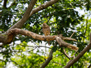 Kestrel Perched in a Tree
