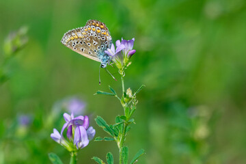 Weibchen des Hauhechel-Bläulings (Polyommatus icarus) an Platterbse
