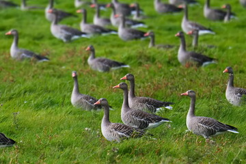 Ein Schwarm Graugänse auf einer Wiese im Herbst © Karin Jähne