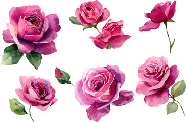 set of pink roses isolated