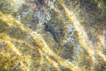 Black Sea marine plants jellyfish fish