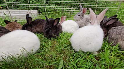 Inside bottomless cage full of variety of adult rabbits laying on grass waiting for transportation or processing. Bunnies can also feed on fresh grass and be moved into new spot.