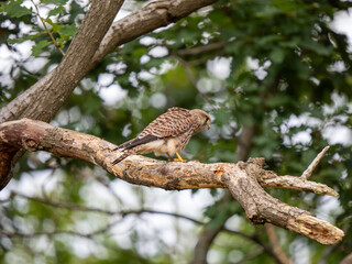 Kestrel Perched in a Tree