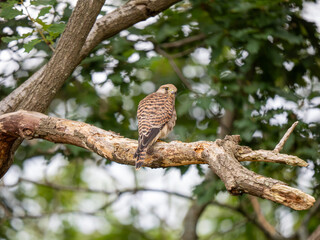 Kestrel Perched in a Tree