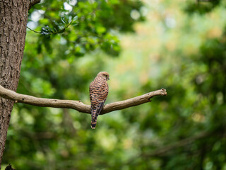 Kestrel Perched in a Tree