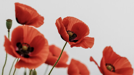 A close-up photograph of vibrant red poppies against a pure white background.