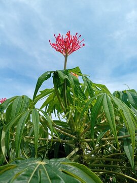 The Jatropha multifida plant with red flowers against a blue sky background
