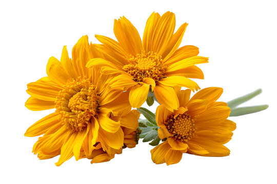 Three Vibrant Yellow Arnica Flowers, isolated on transparent background