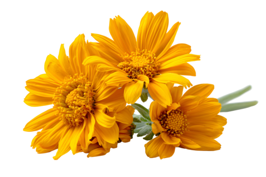 Three Vibrant Yellow Arnica Flowers, isolated on transparent background