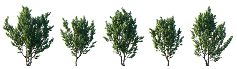Set of Acer campestre trees (Field Maple) with green summer foliage, isolated on transparent background, ornamental deciduous trees for landscaping, garden architecture, botanical illustration