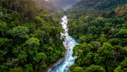 A river winds through a lush, dense forest, sunlight dappling the green canopy and sparkling on the water's surface