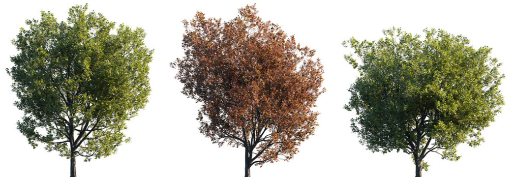 Three Montpellier maple trees with green and red autumn foliage isolated on transparent background, Acer monspessulanum seasons cutout for landscape design, PNG high resolution