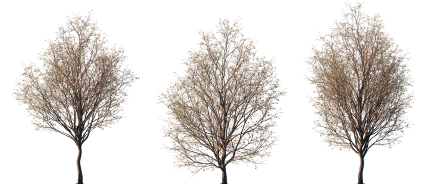 Set of autumn Japanese Maple (Acer pictum) trees with sparse foliage isolated on transparent background for landscape design and seasonal visualizations