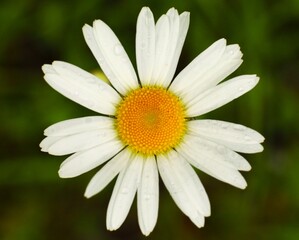 Fototapeta premium daisy in the grass