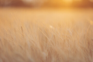 Warm sunlight filters through tall grass in a golden field at sunset, creating a serene and peaceful atmosphere of nature's beauty and tranquility