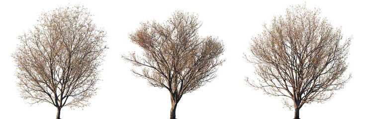 Set of autumn Japanese Maple (Acer pictum) trees with sparse foliage isolated on transparent background for landscape design and seasonal visualizations