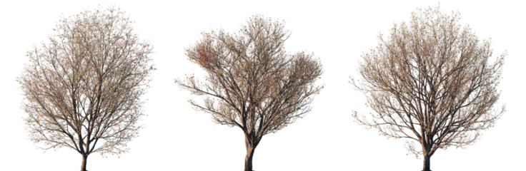 Set of autumn Japanese Maple (Acer pictum) trees with sparse foliage isolated on transparent background for landscape design and seasonal visualizations