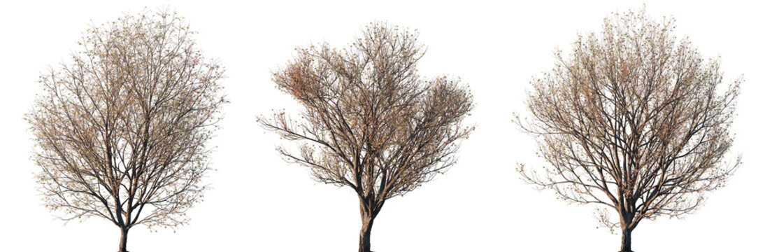 Set of autumn Japanese Maple (Acer pictum) trees with sparse foliage isolated on transparent background for landscape design and seasonal visualizations