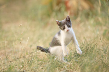 Fototapeta premium A gray and white kitten sits in a sunny patch of dry vegetation. Its body posture is relaxed and at ease.
