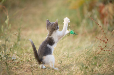 A small cat raises one paw toward a toy in tall weeds. The posture and tail create visual balance.