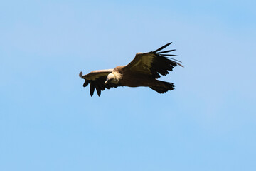 Vautour fauve