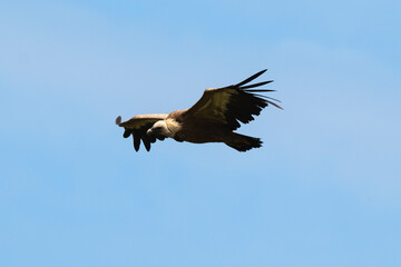 Vautour fauve