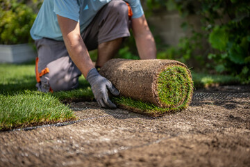 Gardening - Gardener laying sod for the new lawn. 	
Making a lawn from a roll. Man laying grass turf rolls for new garden lawn.