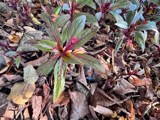 Close-up of Impatiens hawkeri growing among dry autumn leaves, showing vibrant red stems and textured foliage of New Guinea impatiens in a natural garden setting.