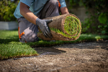 Gardening - Gardener laying sod for the new lawn. 	
Making a lawn from a roll. Man laying grass turf rolls for new garden lawn.