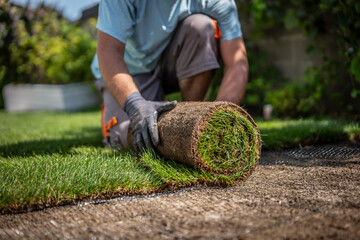 Gardening - Gardener laying sod for the new lawn. 	
Making a lawn from a roll. Man laying grass turf rolls for new garden lawn.