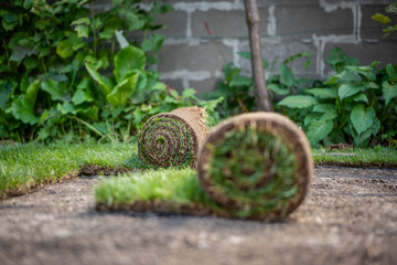 Stack of turf grass for lawn. Roll of sod, turf grass roll.