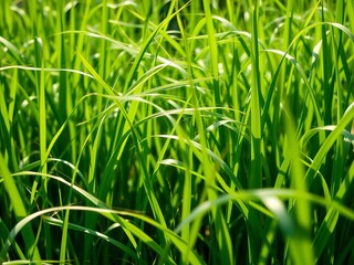 Gentle breeze rustling through tall, emerald green grass blades,  movement,  wind