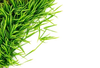 Lush green grass tuft, isolated on pure white,  high resolution,  macro