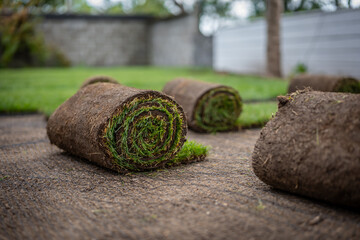 Stack of turf grass for lawn. Roll of sod, turf grass roll.