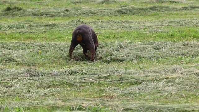 Doberman dog fiercely digging in meadow, trying to catch a mouse hidden under freshly cut grass rows