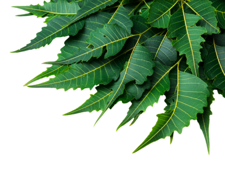 Whole Neem Leaf Bunch Isolated On Clean White Background