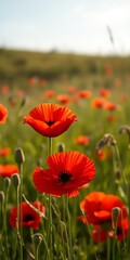 A single vibrant red poppy flower blooming in a meadow,  floral,  nature