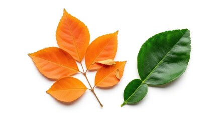 Naklejka premium Autumnal Contrast - Orange and Green Leaves on White Background.