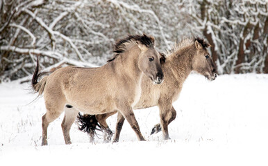 Two beautiful horses trot through a snow-covered field surrounded by frost-laden trees, enjoying a lively moment that captures the spirit of Christmas and New Year celebrations in 2026