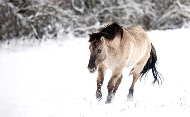 A cheerful horse runs freely across a snowy field surrounded by frost-covered trees, capturing the spirit of Christmas and the excitement of the New Year in 2026