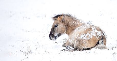 In a peaceful snowy landscape, a horse sits quietly amid a winter wonderland. Soft snow covers its body, creating a serene holiday atmosphere as 2026 unfolds