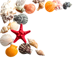 Assortment of seashells and a starfish artfully arranged in a corner, isolated on a black background