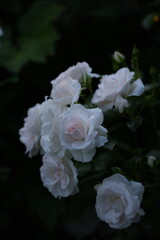 Small white roses on bokeh garden greens, selective focus, copy space, space for text. 