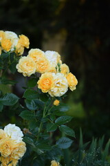 Pastel yellow roses on bokeh garden background. Roses blooming in summer garden.  Selective focus, golden hour.